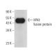 HPA1 Antibody (E-10) - Western Blotting - Image 397621