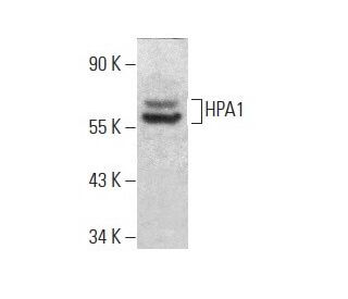 western blotting image from recommended HPA1 (E-10) monoclonal antibody replacement. Image 382028