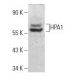 western blotting image from recommended HPA1 (E-10) monoclonal antibody replacement. Image 382028