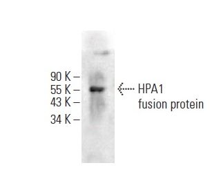 HPA1 Antibody (B-4) - Western Blotting - Image 398904Each CRISPR/Cas9 Knockout (KO) Plasmid product consists of a pool of 3 plasmids designed to ensure identification and cleavage of a specific gene for maximum knockout efficiency. Each plasmid encodes a unique 20 nt sequence derived from the GeCKO (v2) library. 