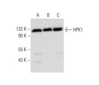 western blotting image from recommended HPK1 (G-9) monoclonal antibody replacement. Image 318470
