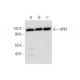 western blotting image from recommended HPK1 (G-9) monoclonal antibody replacement. Image 318470
