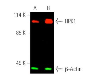 HPK1 Antibody (G-9) - Western Blotting - Image 389914 