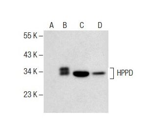 HPPD Antibody (B-11) - Western Blotting - Image 287646 