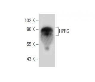 HPRG Antibody (G-10) - Western Blotting - Image 303420 