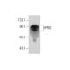 HPRG Antibody (G-10) - Western Blotting - Image 303420 