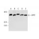 HPRT Antibody (A-3) - Western Blotting - Image 299230