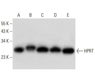 HPRT Antibody (F-12) - Western Blotting - Image 299280 