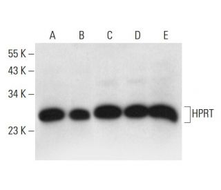 HPRT Antibody (F-4) - Western Blotting - Image 299245 