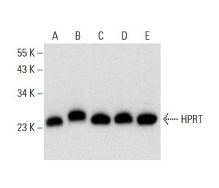 western blotting image from recommended HPRT (F-1) monoclonal antibody replacement. Image 299286