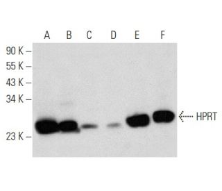 HPRT Antibody (F-4) - Western Blotting - Image 356969 