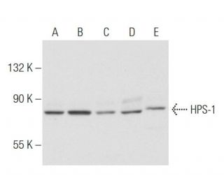 HPS-1 Antibody (5G12G2) - Western Blotting - Image 57648