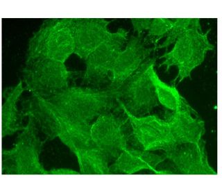 HPS-4 Antibody (A-6) - Immunofluorescence - Image 304038 