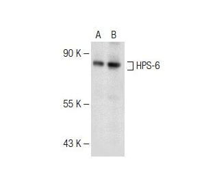 HPS-6 Antibody (C-12) - Western Blotting - Image 147895 