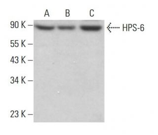 HPS-6 Antibody (C-12) - Western Blotting - Image 378163 