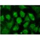HPV18 E7 Antibody (F-7) - Immunofluorescence - Image 145169