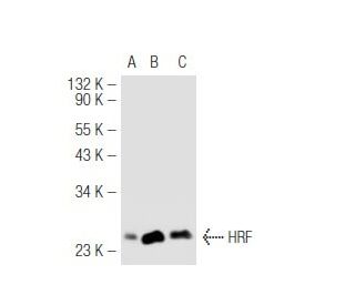 https://media.scbt.com/product/hrf-antibody-b-3-western-blotting_04_90_b_49041.jpg