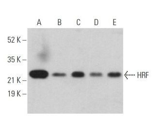 https://media.scbt.com/product/hrf-antibody-b-3-western-blotting_35_97_b_359736.jpg