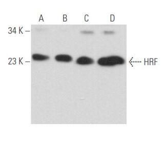 western blotting image from recommended HRF (B-3) monoclonal antibody replacement. Image 357455