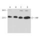 western blotting image from recommended HRF (B-3) monoclonal antibody replacement. Image 357455