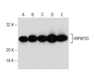 HRPAP20 Antibody (H-9) - Western Blotting - Image 149074 