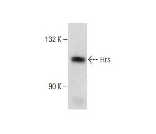 Hrs Antibody (D-3) - Western Blotting - Image 132869 
