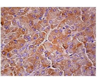 Hrs Antibody (D-6) - Immunohistochemistry - Image 159648 