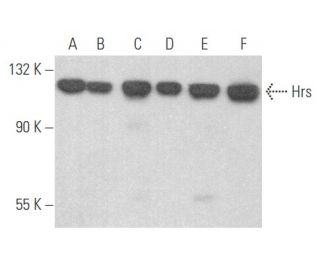 western blotting image from recommended Hrs (C-7) monoclonal antibody replacement. Image 355665