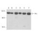 western blotting image from recommended Hrs (C-7) monoclonal antibody replacement. Image 355665