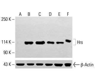 Hrs Antibody (C-7) - Western Blotting - Image 413993
