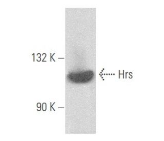 Hrs Antibody (C-7) - Western Blotting - Image 355670