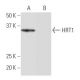 HRT1 Antibody (NB-A7) - Western Blotting - Image 64969