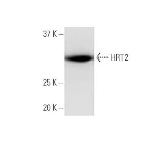 HRT2 Antibody (2B10) - Western Blotting - Image 347614 