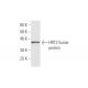HRT2 Antibody (2B10) - Western Blotting - Image 349545