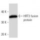 HRT3 Antibody (3555C3a) - Western Blotting - Image 16675