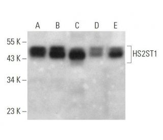 HS2ST1 Antibody (G-10) - Western Blotting - Image 353398 