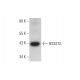 HS3ST2 Antibody (G-6) - Western Blotting - Image 318580