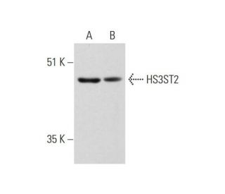 HS3ST2 Antibody (G-6) - Western Blotting - Image 323839 