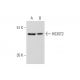 HS3ST2 Antibody (G-6) - Western Blotting - Image 323839 