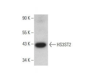 HS3ST2 Antibody (G-6) - Western Blotting - Image 318580Each CRISPR/Cas9 Knockout (KO) Plasmid product consists of a pool of 3 plasmids designed to ensure identification and cleavage of a specific gene for maximum knockout efficiency. Each plasmid encodes a unique 20 nt sequence derived from the GeCKO (v2) library.