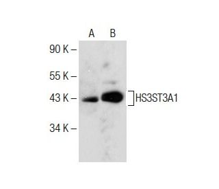 HS3ST3A1 Antibody (D-7) - Western Blotting - Image 285189 