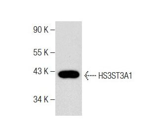 HS3ST3A1 Antibody (D-7) - Western Blotting - Image 283433 