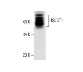 HS6ST1 Antibody (C-9) - Western Blotting - Image 303399 