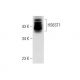 HS6ST1 Antibody (C-9) - Western Blotting - Image 303399 