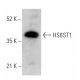 HS6ST1 Antibody (C-9) - Western Blotting - Image 379412