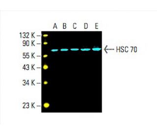 HSPA8/HSC70 Antibody (B-6) - Western Blotting - Image 393450 