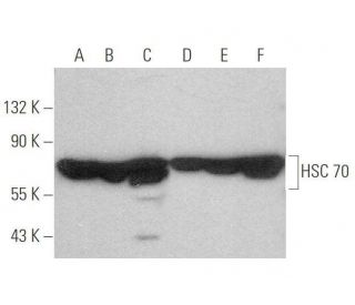 western blotting image from recommended HSPA8/HSC70 (B-6) monoclonal antibody replacement. Image 349984