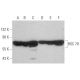 western blotting image from recommended HSPA8/HSC70 (B-6) monoclonal antibody replacement. Image 349984