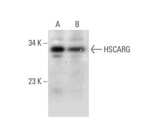 HSCARG Antibody (D-1) - Western Blotting - Image 318570 