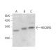 HSCARG Antibody (D-1) - Western Blotting - Image 384772